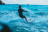 Водные лыжи JOBE Allegre Combo Teal S25